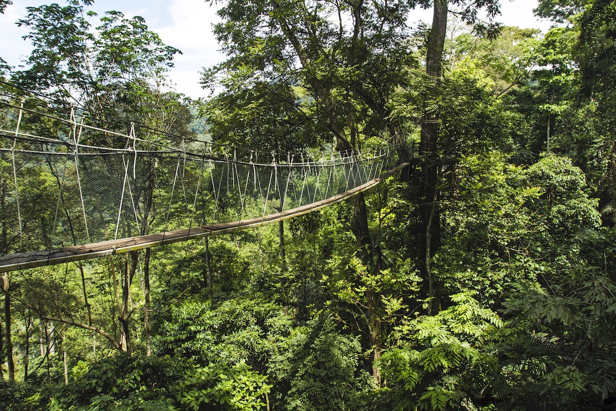 圖說五：臨近赤道的馬來西亞擁有世界上最古老、豐富的雨林生態系，最適合來一探究竟