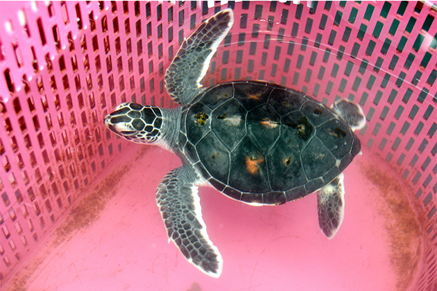 救援小綠蠵龜！水試所成功復育保育類海洋野生動物