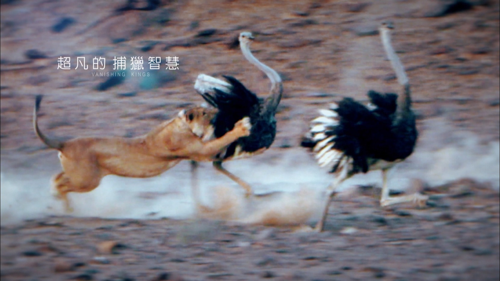 全球僅剩150隻！舒夢蘭全球獨家拍下沙漠獅獵捕鴕鳥　BCC earth多次聯絡求授權