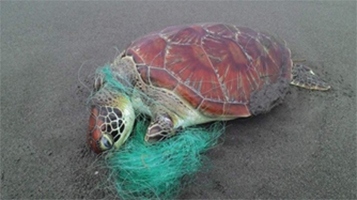 海洋廢棄物與海龜之間的戰爭-1