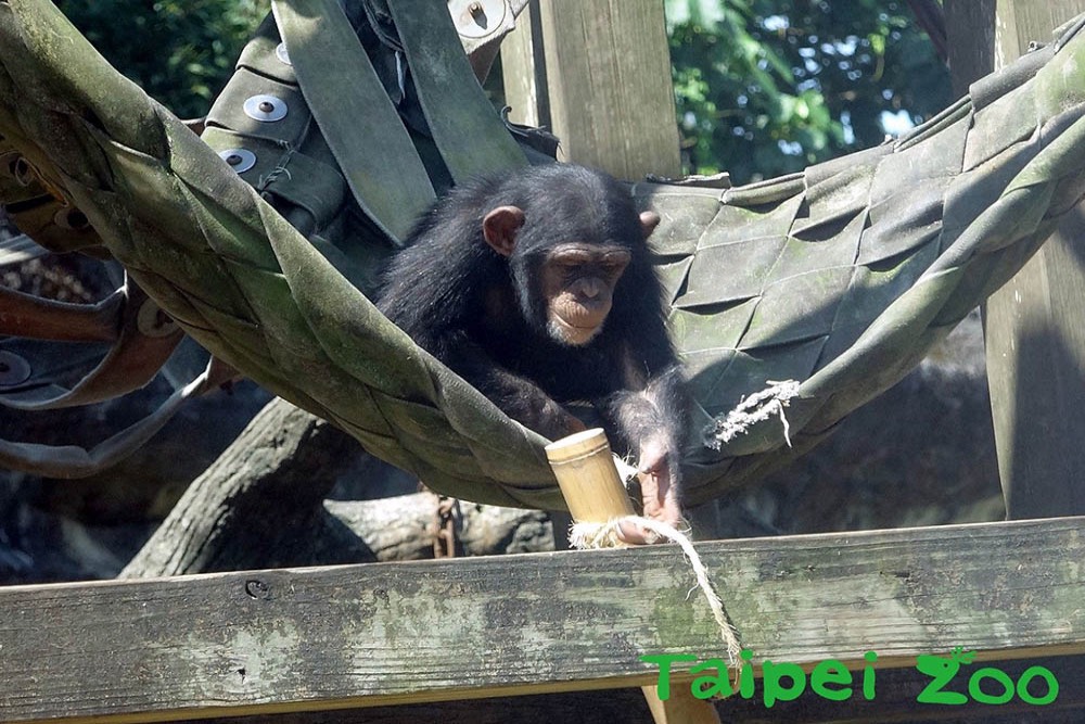 螞蟻其實沒那麽忙！ 北市動物園邀你春分遊樂趣 5